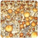 Псилоцибиновые (галлюциногенные)  грибы Psilocybin "Golden Teacher" в Ноябрьске